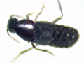 Quedius sp.